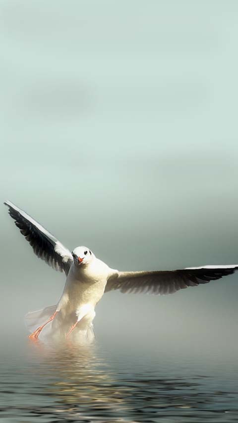 wings bird seagull ocean background wallpaper phone