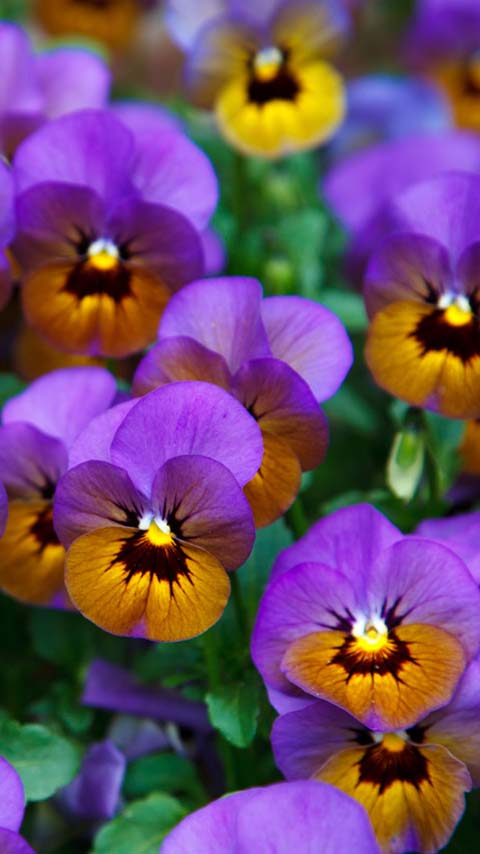 pansies flower purple garden wallpaper background phone