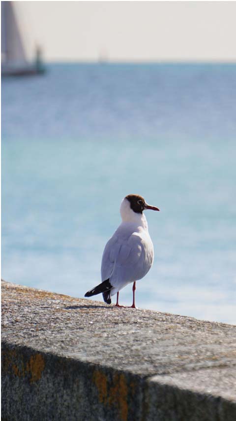 A seagull sitting on a railing near the ocean photo – Free Wallpaper Image  on Unsplash