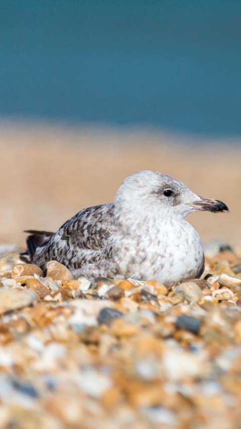 sand beach seagull ocean wallpaper background phone