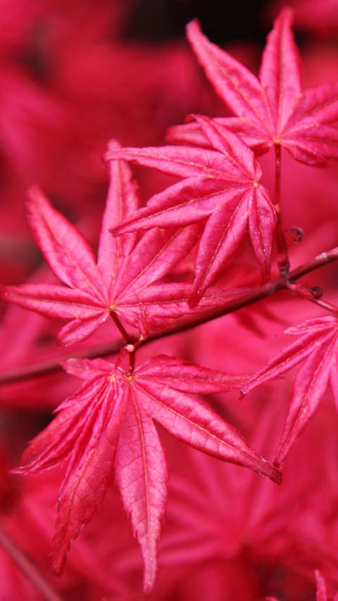 autumn leaves pink red wallpaper background phone